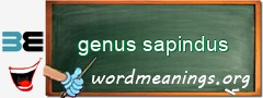 WordMeaning blackboard for genus sapindus